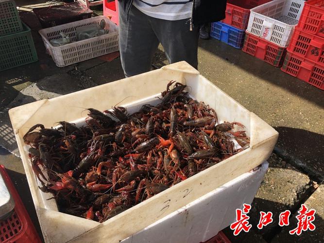 武汉白沙洲大市场日批龙虾百吨 狂欢背后的农副产品流通密码